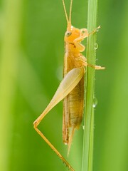 Close up of a grasshopper on a blade of grass