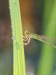 A damselfly perched on a vibrant green blade grass