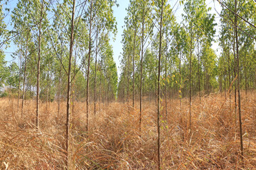 Eucalyptus tree plantation landscape for background.