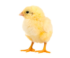 Adorable yellow chick isolated on transparent background