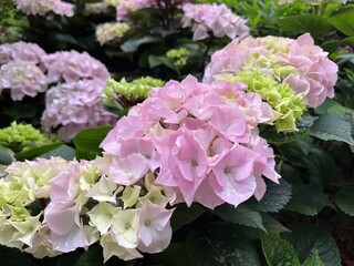 Pink and white hydrangea close-up bloom with varying shades from deep to pale pink, green foliage background, high-resolution professional photography with natural lighting.