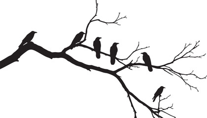 Silhouette of Crows Perched on a Bare Tree Branch Against White Background raven bird