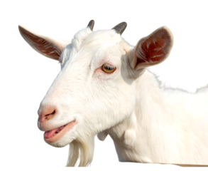 White goat head isolated on transparent background