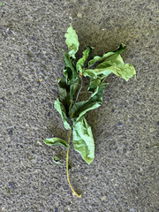 コンクリートの上で枯れた雑草01