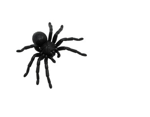 Black tarantula spider isolated on transparent background