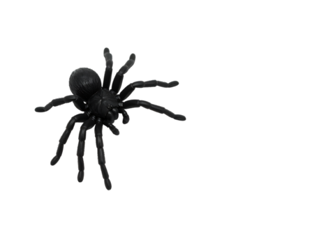 Black tarantula spider isolated on transparent background