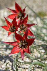 ツーリパ オルファニデア・リジー