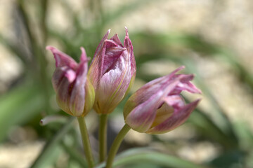 ツーリパフォステリアナ・ガーデンオブオブクルシウス