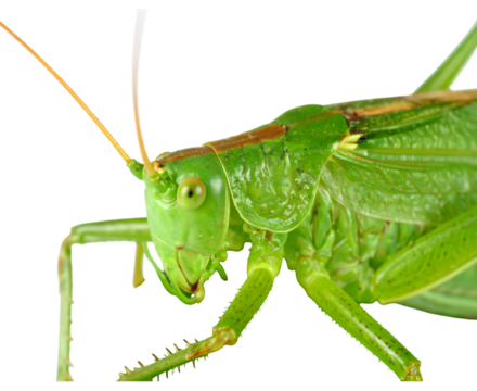 Green grasshopper insect isolated on transparent background