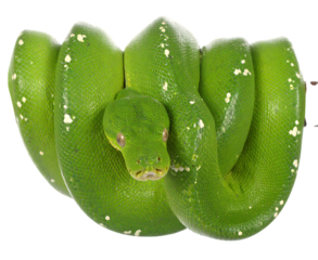 Emerald tree boa coiled isolated on transparent background