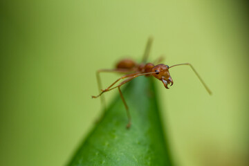 close up ant on leaf