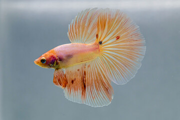 Betta fish male Fancy Orange Vanda Halfmoon long tails from Thailand, Siamese fighting fish...