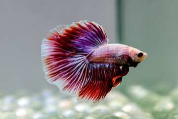 Betta fish male Fancy Lavender Halfmoon long tails from Thailand, Siamese fighting fish isolated in...