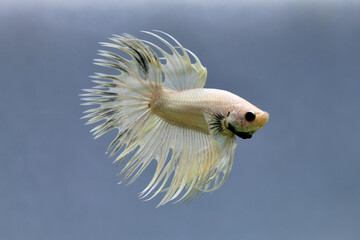 Betta fish male Fancy White Crown tails Halfmoon long tails from Thailand, Siamese fighting fish...