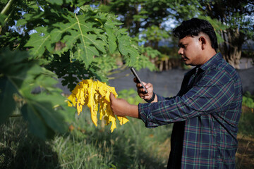 Farmer Inspecting Yellow Papaya Leaves Using Smartphone for Plant Health Monitoring