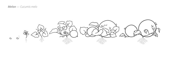 Melon Life Cycle - Botanical monochrome black and white hand drawn vector Illustration