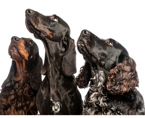 Three dachshund dogs looking up isolated on transparent background