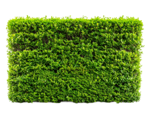 Straight and neat isolated green hedge against a white background.