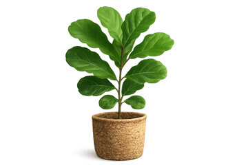 Fiddle-leaf fig growing in biodegradable pot with transparent background