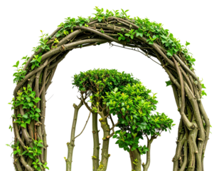 Decorative green topiary shaped into a beautiful archway.