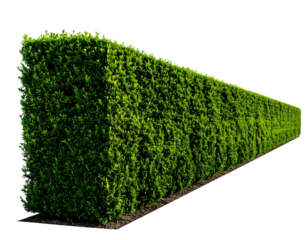 Isolated green hedge with a clean, curved shape.