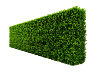Isolated green hedge with a decorative sloped form.