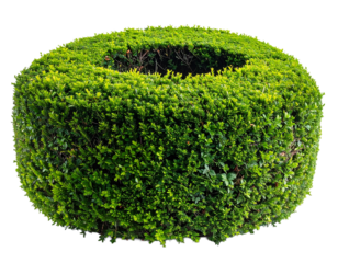 Isolated perfect donut-shaped green bush.