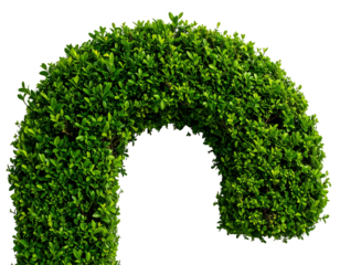 Isolated decorative hedge shaped into a beautiful archway.