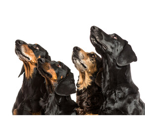 Dachshund dogs looking up isolated on transparent background