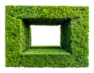 Isolated green hedge shaped into a symmetrical square frame.