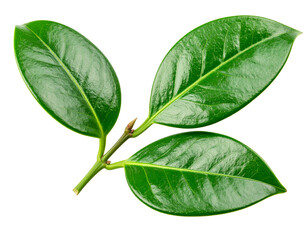 Obraz premium Green leaves and a branch with a smooth surface.