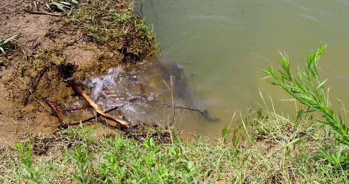Static video of a Channel Catfish on a stringer in the water