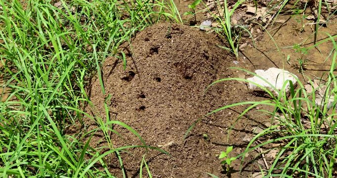Static video of a fire ant nest. Many fire ants are coming out from the nest.
