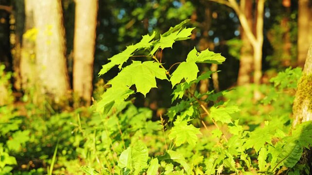 Golden rays illuminate maple leaves as forest breathes in cinematic slow motion