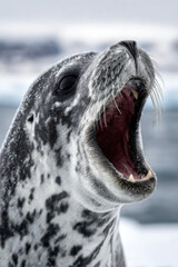 Obraz premium Leopard seal with open mouth