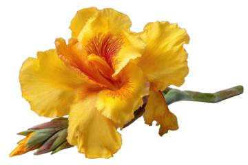 Close-up of vibrant yellow canna lily with orange highlights