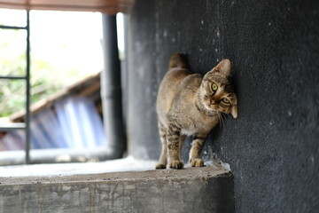 Obraz premium Striped Gray Street Cat Rubbing Against Rough Wall