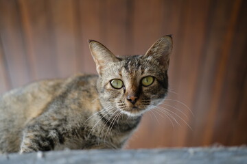 Striped Gray Street Cat with Green Eyes Looking Down