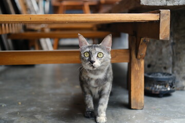 Beautiful Smoky Gray Cat with Green Eyes Under Wooden Chair