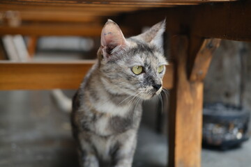 Beautiful Smoky Gray Cat with Green Eyes Under Wooden Chair
