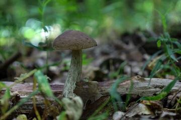 A small hero of the forest floor: a wild bolete mushroom stands on a strong stem among fallen...