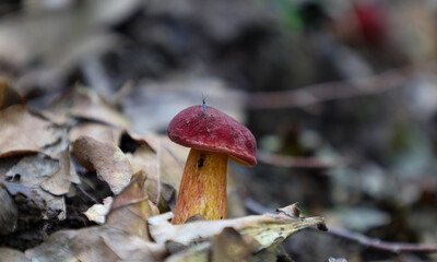 ​A special find in the forest: a wild mushroom with a bright red cap and yellow stem grows among fallen leaves. A small insect sits on its top, highlighting the life and biodiversity of the forest eco