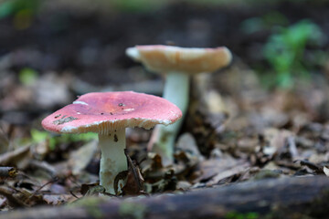 The colors of forest life: two wild mushrooms with bright pink caps and white stems grow among fallen leaves and twigs. This photo shows the vibrant colors and diversity of the fungal world.