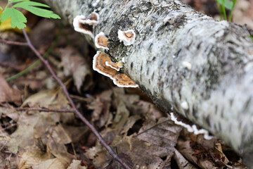 Diversity of forest flora: amazing tinder fungi grow on a fallen birch log, creating a whimsical pattern. This macro shot conveys the beauty and complexity of natural forms in the forest ecosystem.