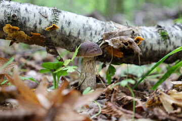 Natural forest beauty: a solitary mushroom grows next to a fallen birch log, surrounded by green grass and fallen autumn leaves. This woodland scene conveys the peace and majesty of the wild
