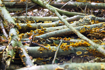 A close-up of decomposing branches covered in yellow forest mushrooms. The photograph captures the natural process of decay and highlights the texture of the forest flora.