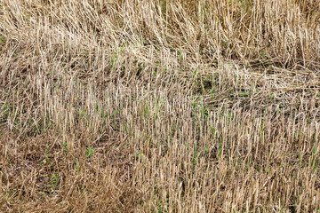 A textured background of a field after harvest, showing short stalks of dry straw and small shoots...