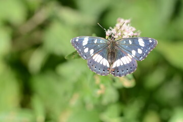 Limenitis reducta |  Sylvain azuré