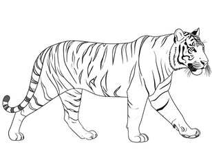 Walking Tiger Line Art, White Background