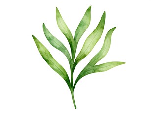 Obraz premium Watercolor Green Leaf Sprig, White Background